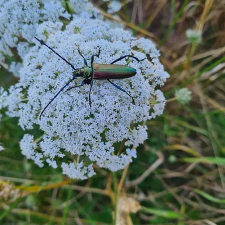 Wiatr I Woda, W Sercu Mazur, Apartmán